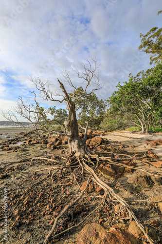 Tree with exposed roots on coastline at low tide