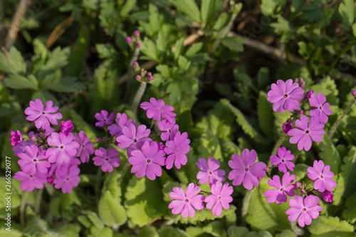 Primrose flowers with pink flowers. Blooming garden or Park under soft sunlight. Natural landscape