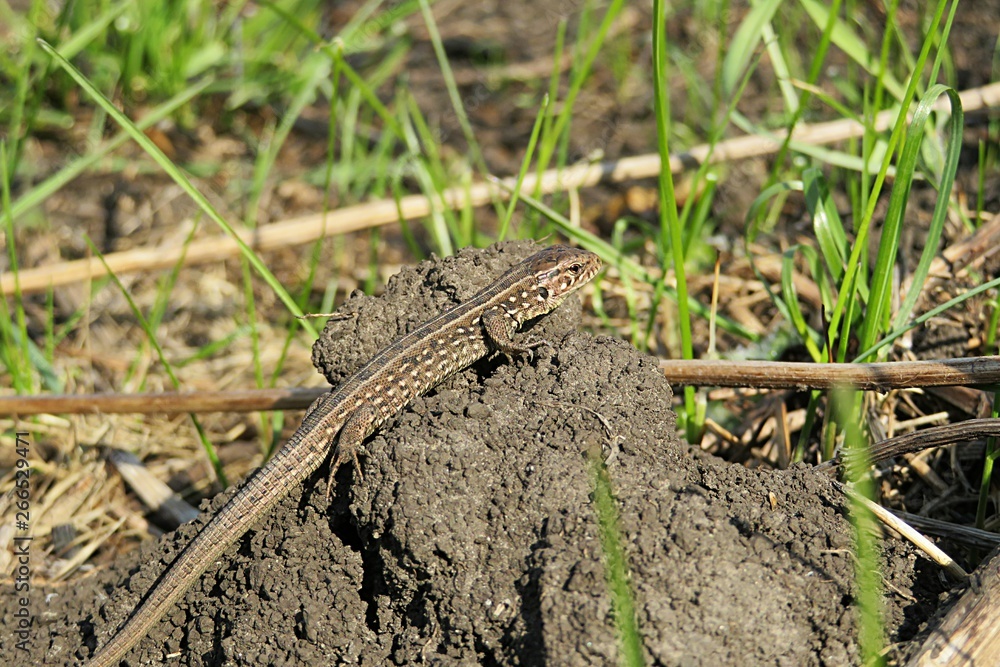 Brown lizard on soil in the garden, closeup Brown lizard on soil in the garden, closeup