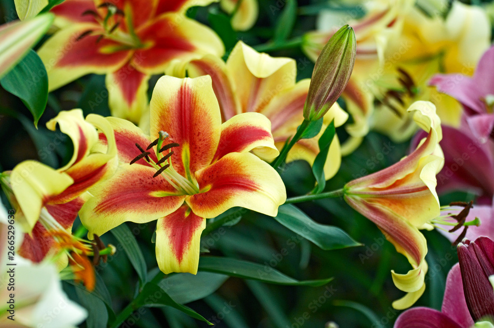 Flowering Lily 'Shocking' in a flower border Flowering Lily 'Shocking' in a flower border