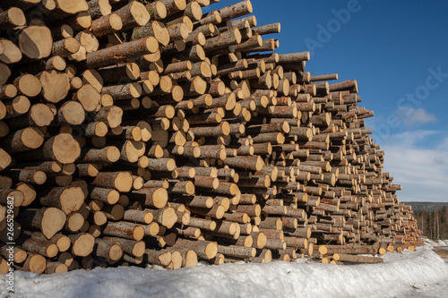 Fir timber in a pile on snow with a blue sky in background