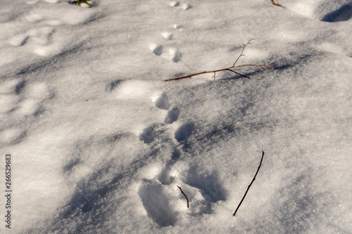 Tracks in snow of a hare (Lepus) and where he stop and tasted a spruit. photo