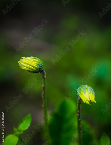 Spring Flowers in Lahore, Pakistan 