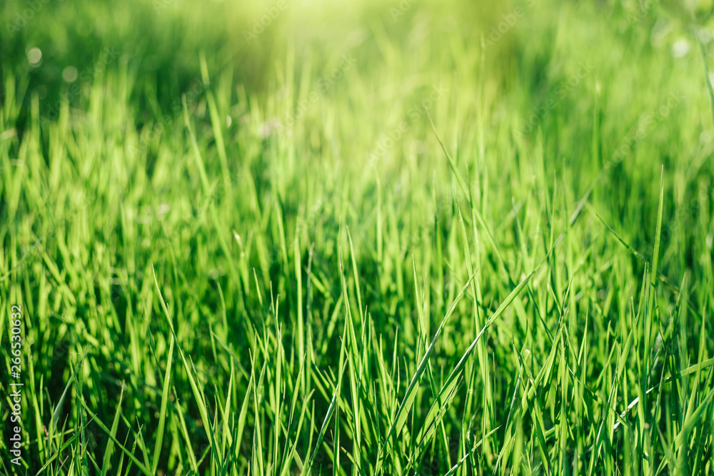 Beautiful green background by the fresh grass. Beautiful green background by the fresh grass.