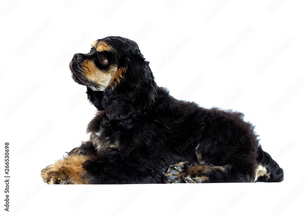 english cocker spaniel puppy looking on white background