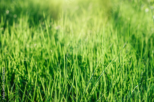 Beautiful green background by the fresh grass.