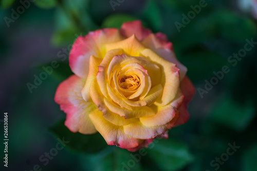 Spring Flowers in Lahore, Pakistan 