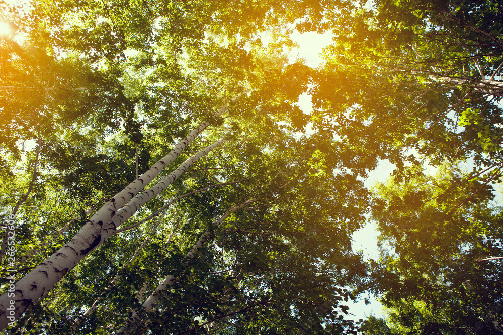 Fototapeta premium Green-yellow leaves with lens flare background in sunny day