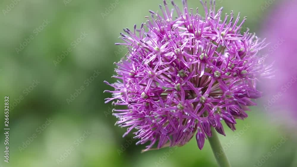 Giant onion flowers, purple Allium giganteum flower in sunny summer day, macro, slow motion video. Giant onion flowers, purple Allium giganteum flower in sunny summer day, macro, slow motion video.