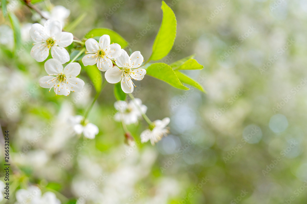 Spring flowering cherry. Background for greeting card, invitation for wedding and engagement. Spring flowering cherry. Background for greeting card, invitation for wedding and engagement.