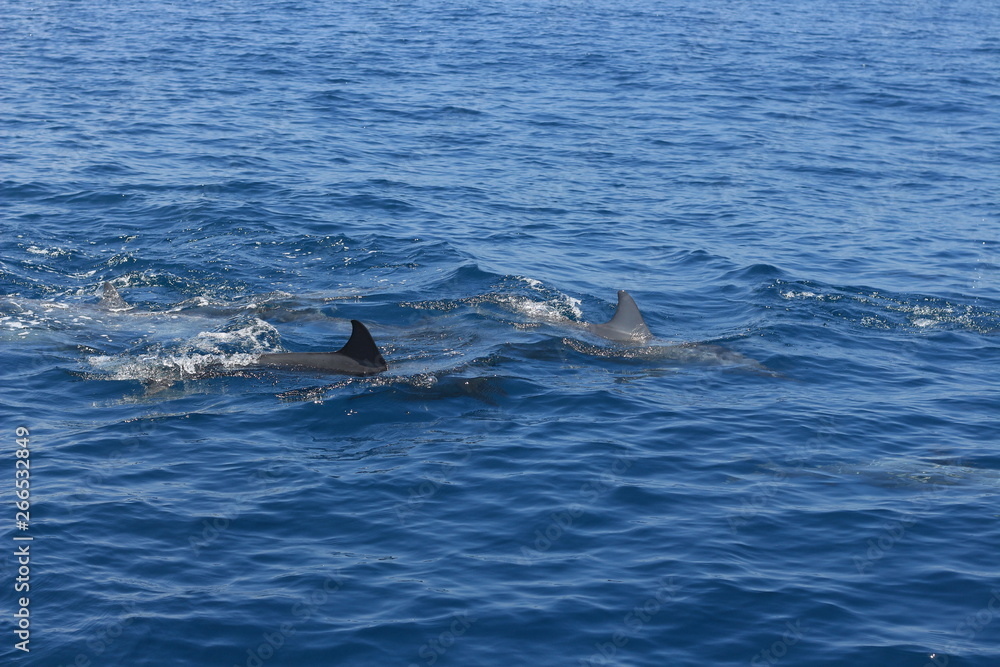 Naklejka premium Dolphin fin in the ocean
