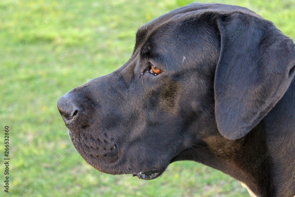portrait of a Great Dane dog