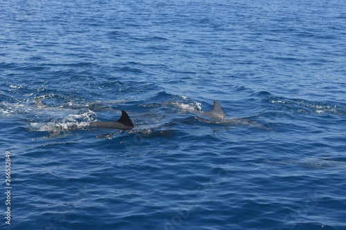 Dolphin fin in the ocean