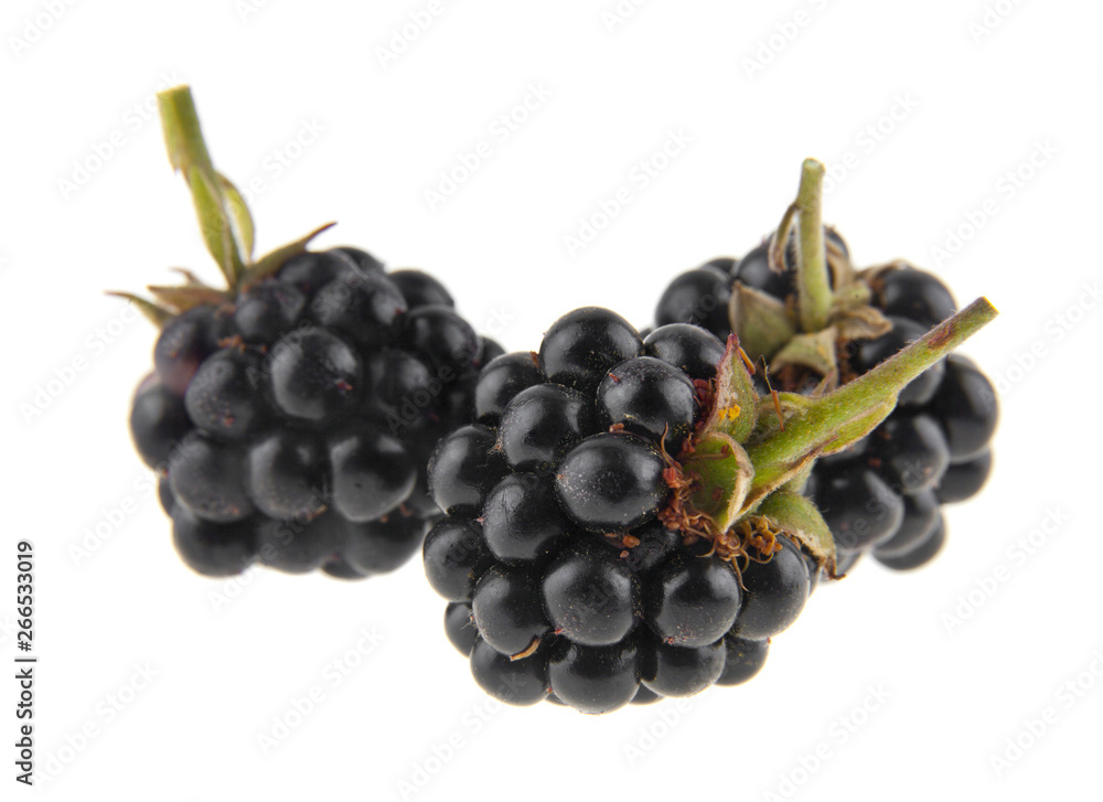 blackberry isolated on white background close up blackberry isolated on white background close up