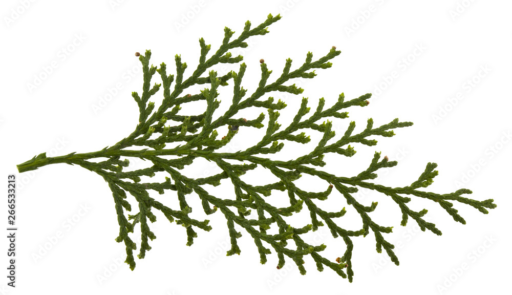 Green branch of thuja isolated on a white background close-up. Green branch of thuja isolated on a white background close-up.