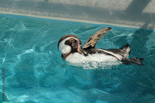 水族館のペンギン © ゆず