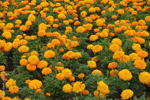 Backdrop - plenty of orange flowers of Tagetes erecta