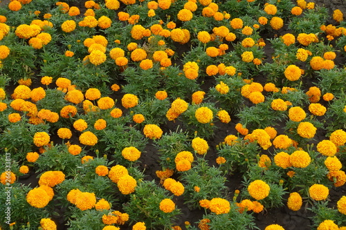 Great quantity of orange flower heads of Tagetes erecta