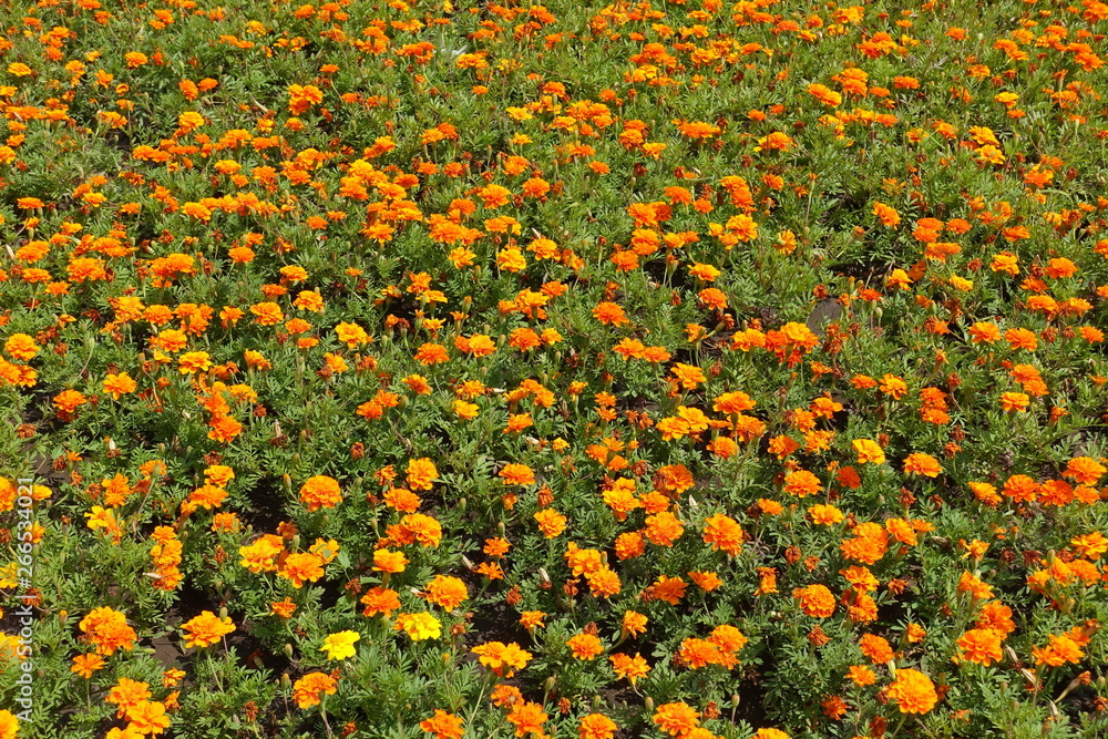 Abundant bright orange flowers of Tagetes patula in summer
