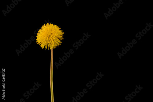 Yellow dandelion isolated on black background close up