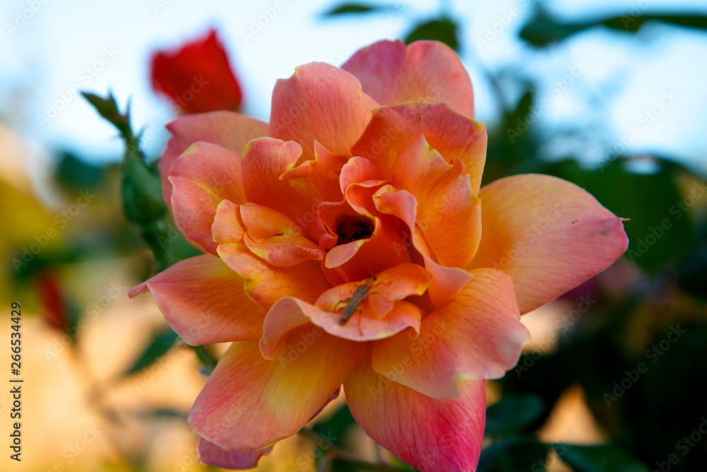 Fototapeta premium Flower