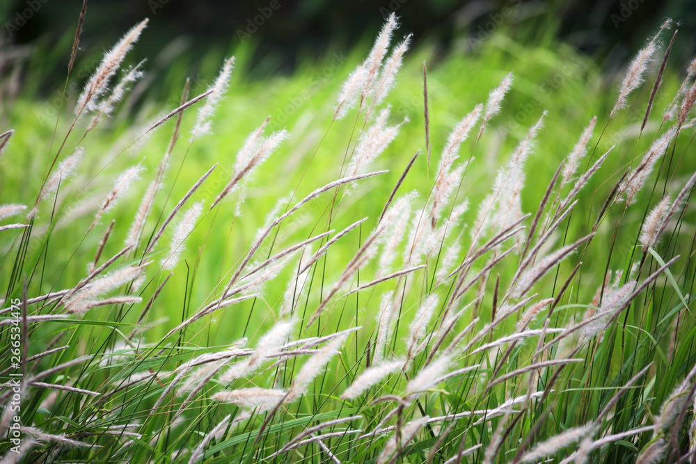 close up of reeds grass flower background