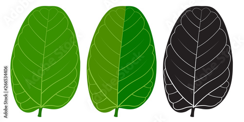 A vector green leaf of Indian Banyan tree( Ficus benghalensis). 3 shades.