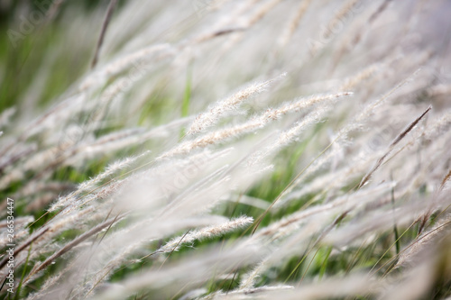 close up of reeds grass flower background