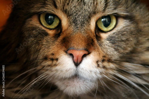 Maine Coon Cat