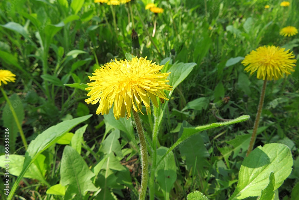 Dandelion flowers in the garden in spring, closeup Dandelion flowers in the garden in spring, closeup