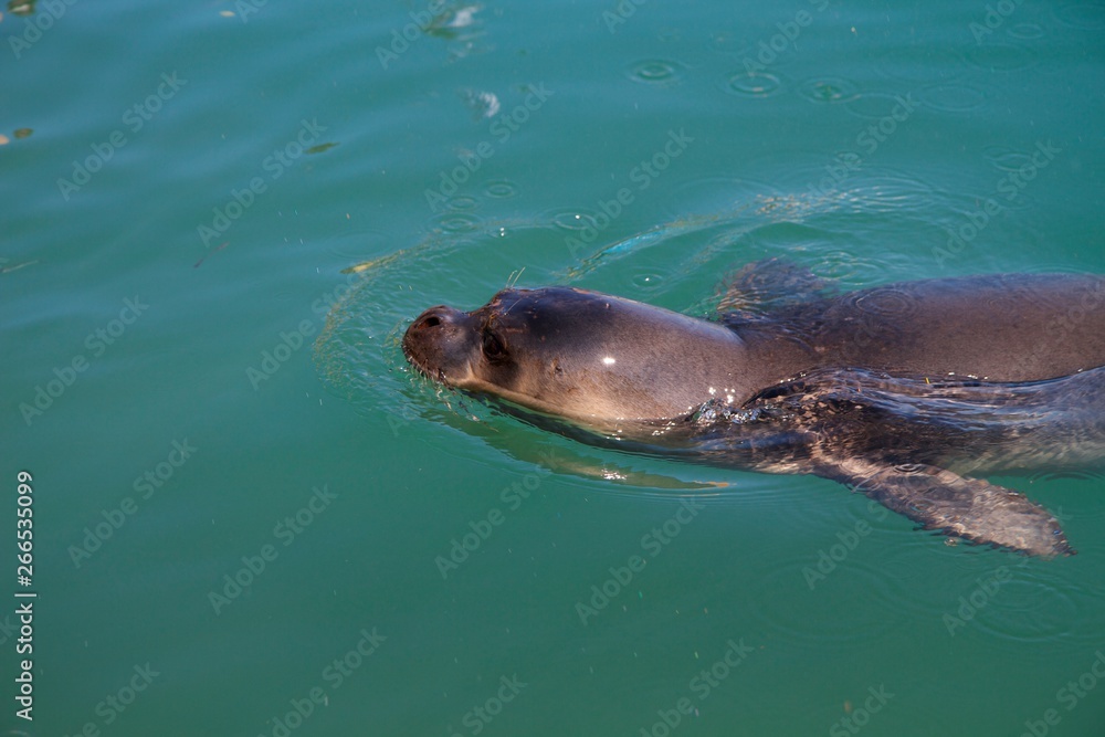 Obraz premium Seal emerging