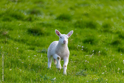 Little lamb © Florin Andrei