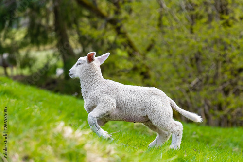 Little lamb