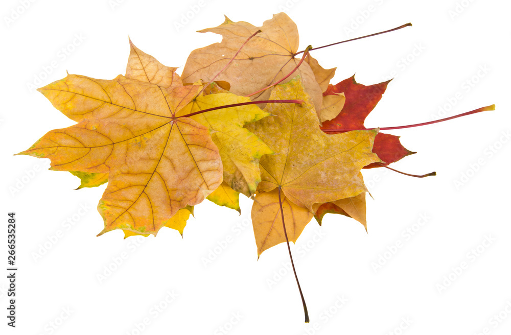 Autumn leaves isolated on white background close up Autumn leaves isolated on white background close up