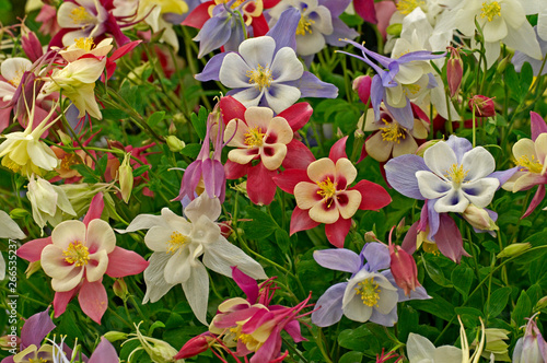 Photographie Aquilegia State Series in assorted colours in close up