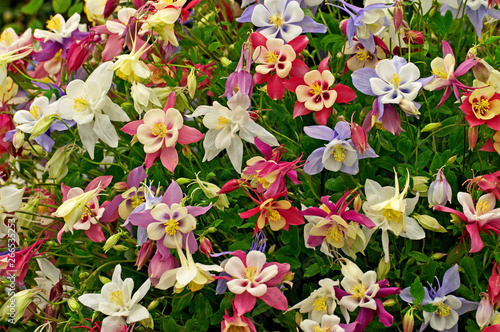 Aquilegia State Series in assorted colours in close up