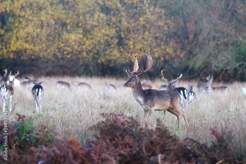 Fototapeta Naklejka Na Ścianę i Meble -  Stag in herd of deer, New Forest UK