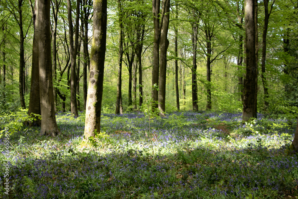 Bluebell carpeted woods Bluebell carpeted woods
