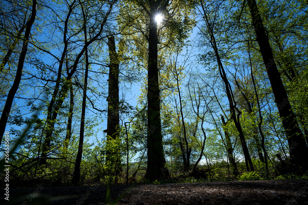 Obraz premium Lichtblick durch die Bäume