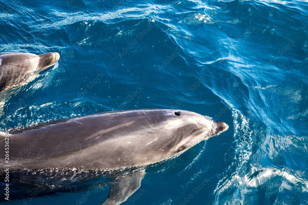 Naklejka premium Bay of Islands Dolphins, New Zealand