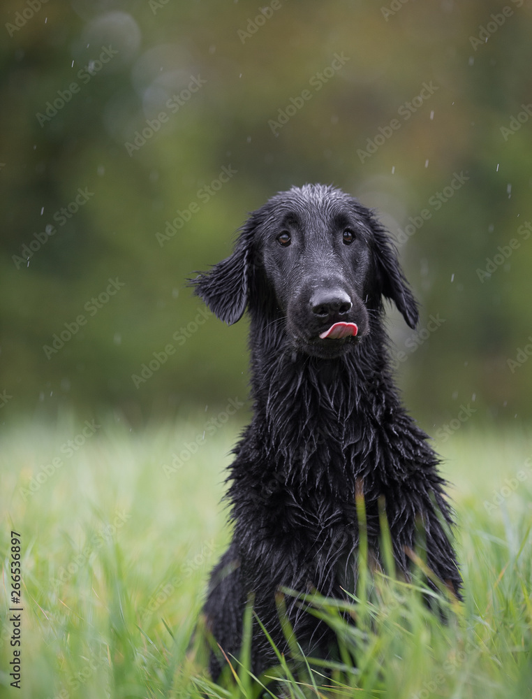 Dogs funny Dogs funny