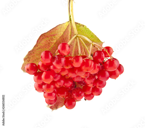 red viburnum berries isolated on white background photo