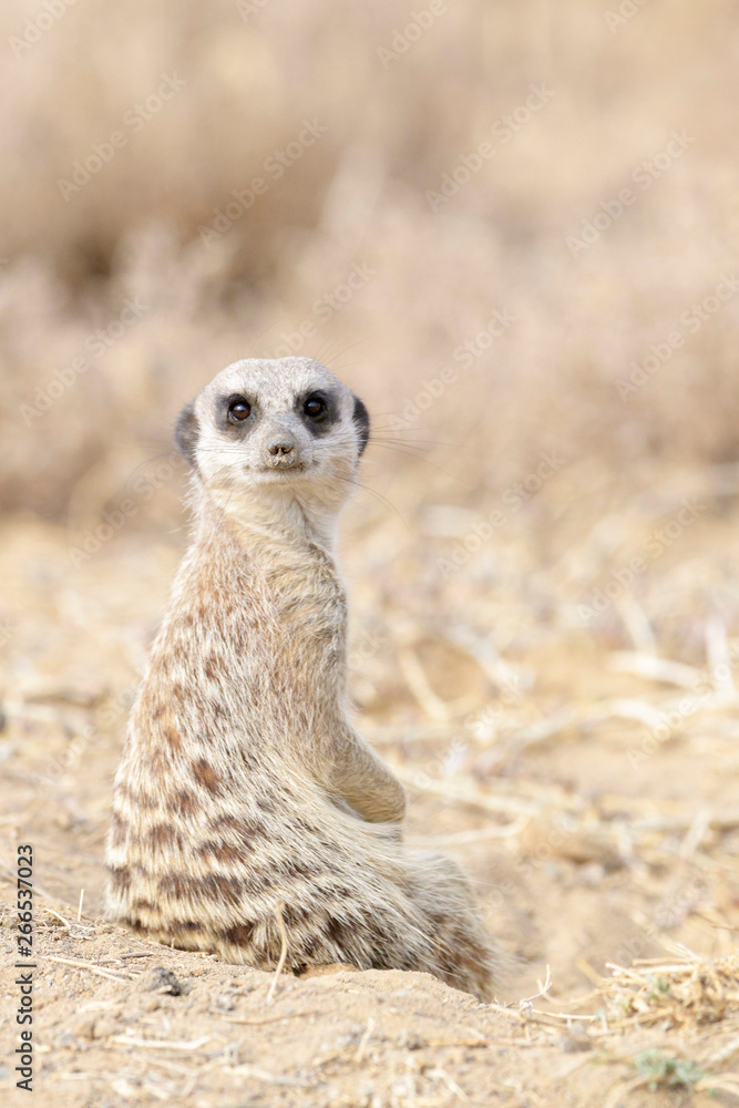 Fototapeta premium Meerkat (Suricata suricatta) adult in front of nest, watching around, Mountain Zebra National Park, South Africa