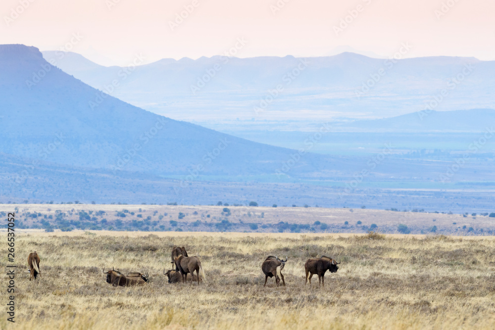 Black Wildebeest or White-tailed Gnu (Connochaetes gnou), herd standing in grassland, Mountain Zebra National Park, South Africa,