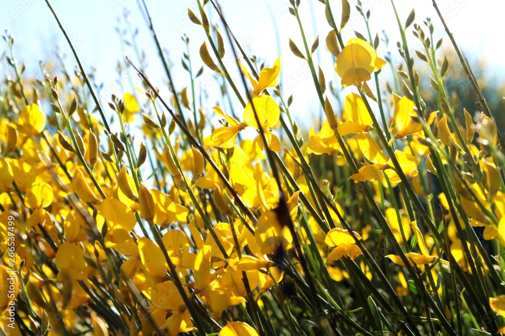 Alegres flores amarillas en primavera. Ginesta salvaje y silvestre. foto de  Stock | Adobe Stock