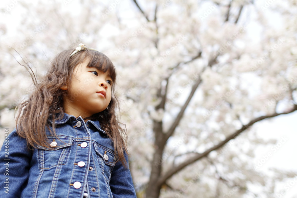 幼児(4歳児)と桜 幼児(4歳児)と桜