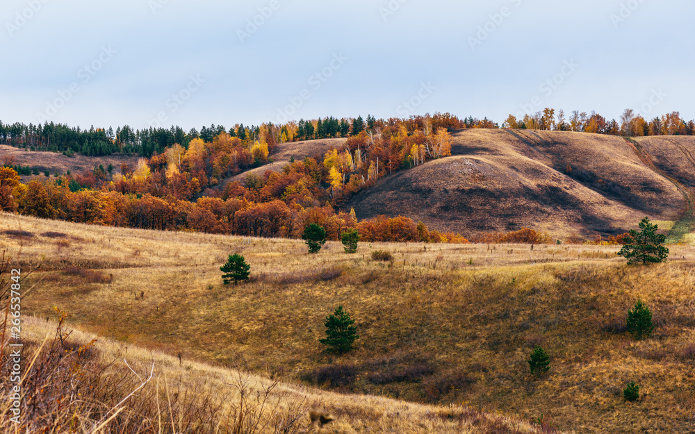 Obraz premium Autumnal forest on the hillside