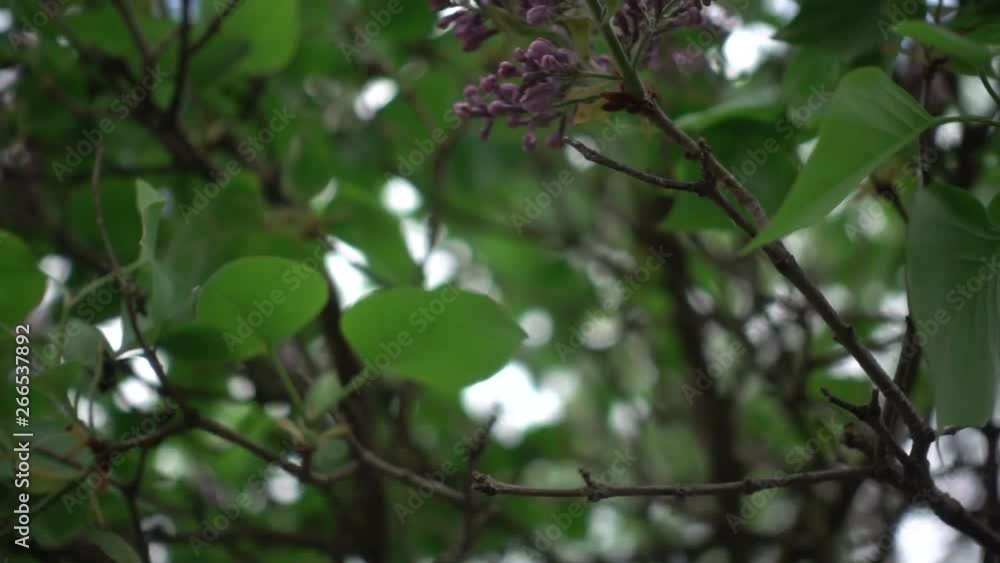 Common lilac blooming in slow motion Common lilac blooming in slow motion