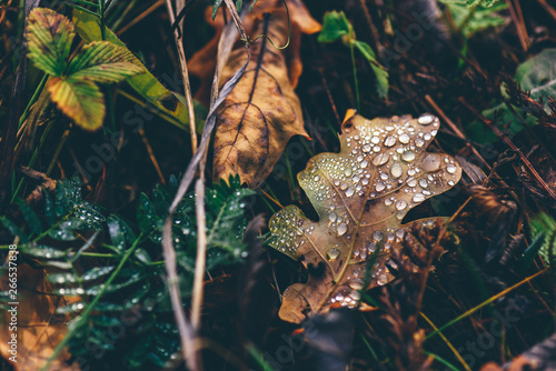 Fototapeta Naklejka Na Ścianę i Meble -  Autumn oak leaf with drops