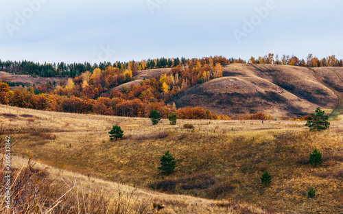 Autumnal forest on the hillside
